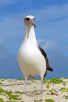 Laysan: Laysan Albatross