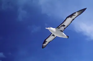Laysan: Laysan albatross
