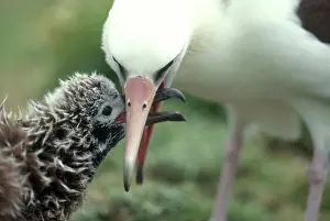 Midway: Laysan Albatross with chick