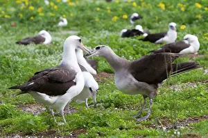 Nigripes: Laysan Albatross - crossed with Black-footed Albatross