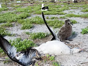2011: Laysan Albatross - dead adult with young after