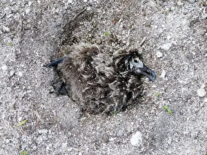2011: Laysan Albatross - dead young after Tsunami 11/03/2011