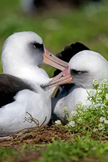Immutabilis: Laysan Albatross - displaying