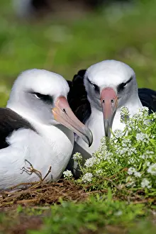 Immutabilis: Laysan Albatross - displaying