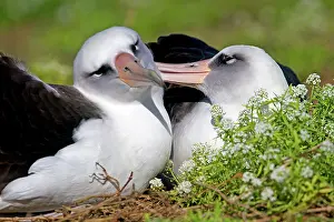Immutabilis: Laysan Albatross - displaying