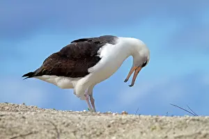 Immutabilis: Laysan Albatross - displaying