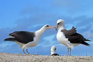 Laysan: Laysan Albatross - displaying