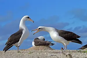 Laysan: Laysan Albatross - displaying
