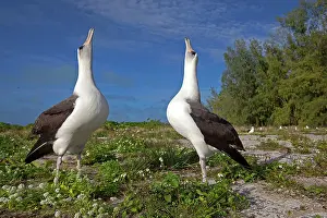 Laysan: Laysan Albatross - displaying
