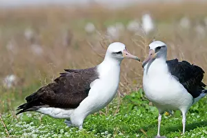 Laysan: Laysan Albatross - displaying