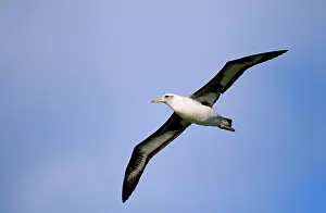 Midway: Laysan Albatross - in flight
