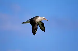 Midway: Laysan Albatross - in flight