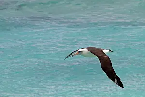Laysan: Laysan Albatross - in flight