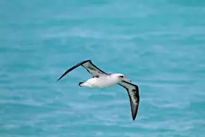 Laysan: Laysan Albatross - in flight