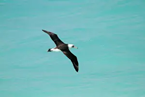 Laysan: Laysan Albatross - in flight