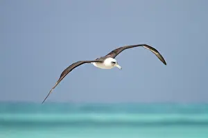 Laysan: Laysan Albatross - in flight