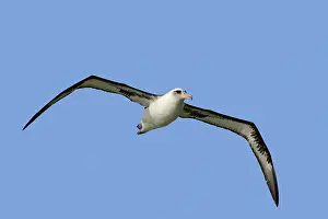 Laysan: Laysan Albatross - in flight