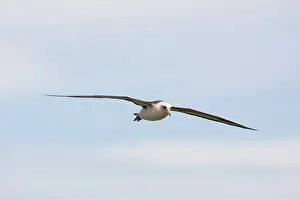 Procellariiformes: Laysan Albatross in flight