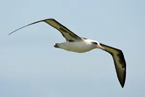 Procellariiformes: Laysan Albatross in flight