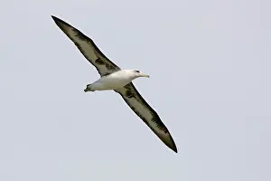 Procellariiformes: Laysan Albatross in flight