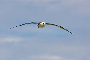 Procellariiformes: Laysan Albatross in flight