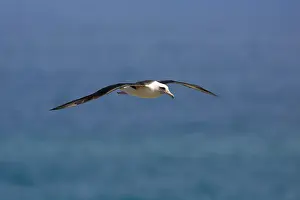 Procellariiformes: Laysan Albatross in flight