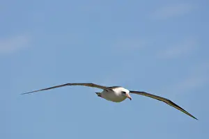 Procellariiformes: Laysan Albatross in flight