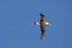 Procellariiformes: Laysan Albatross in flight