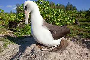 Laysan Albatross - at nest