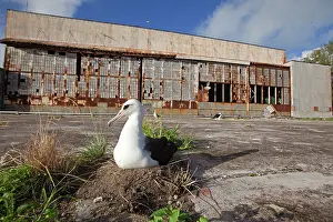 Laysan: Laysan Albatross - on nest