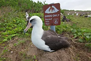 Laysan: Laysan Albatross - on nest