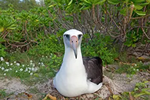 Laysan: Laysan Albatross - at nest