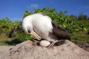 Laysan Albatross - at nest with egg