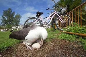 Laysan: Laysan Albatross - on nest with egg