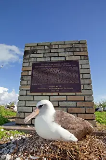 Plaque: Laysan Albatross - at nest by memorial plaque