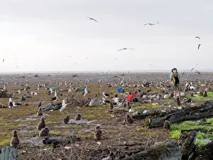 2011: Laysan Albatross - nest site after Tsunami 11/03/2011