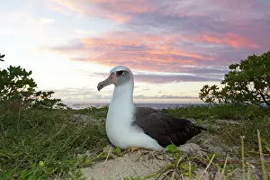 Immutabilis: Laysan Albatross - on nest at sunset