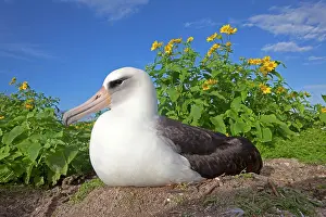 Laysan Albatross - on nest surrounded by Golden