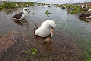 Laysan Albatross - on the nest in the water