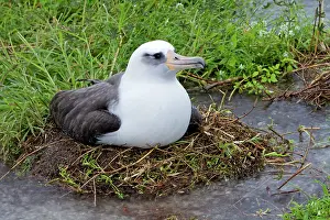 Laysan: Laysan Albatross - on the nest in the water
