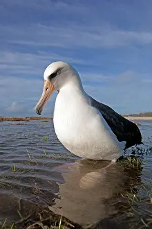 Laysan: Laysan Albatross - on nest in the water