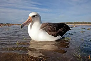 Laysan: Laysan Albatross - on nest in the water