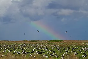 Immutabilis: Laysan Albatross - nesting