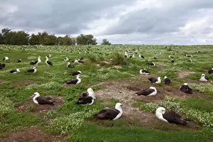 Immutabilis: Laysan Albatross - nesting