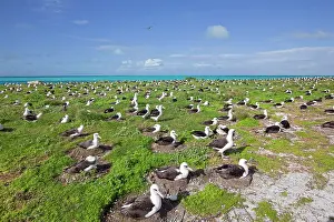 Immutabilis: Laysan Albatross - nesting