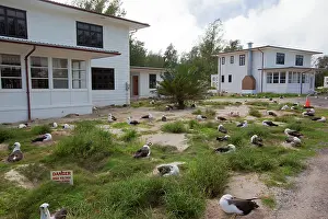 Laysan: Laysan Albatross - nesting