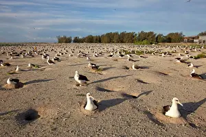 Laysan: Laysan Albatross - nesting