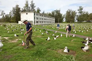 Laysan: Laysan Albatross - nests being counted