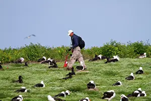 Laysan: Laysan Albatross - nests being counted
