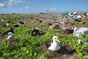 Laysan Albatross - on nests by rubbish dump